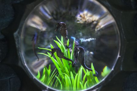 Морские коньки