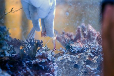 Креветка-доктор