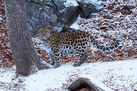 Дальневосточный леопард. Фото - Франсуа Вюрц