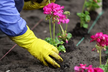 Пеларгония