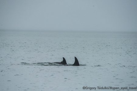 Морские млекопитающие