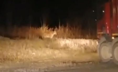 Амурский тигр