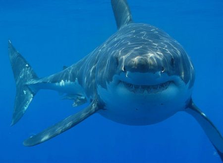 У Курильских островов сахалинским компаниям разрешили выловить 200 тонн акул
