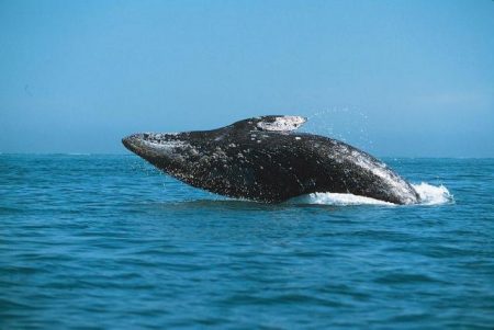 Трёхлетний природоохранный проект «Китовая заводь» завершился на Камчатке