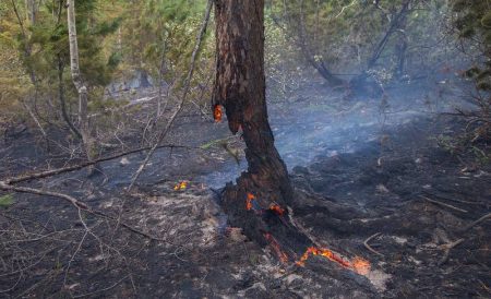 Лесной пожар