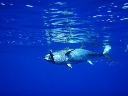 Пойманного на Курилах почти  двухсоткилограммового голубого тунца,  доставили во Владивосток