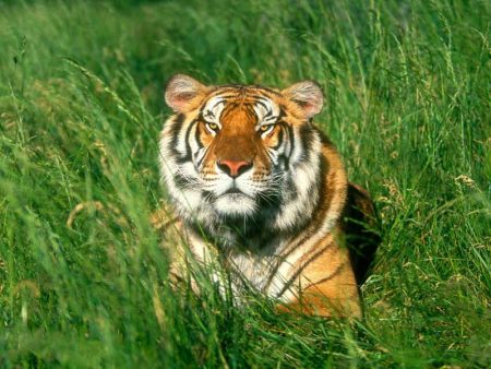 «Полосатое» шествие Дня тигра-2020 в  Приморье переходит в онлайн