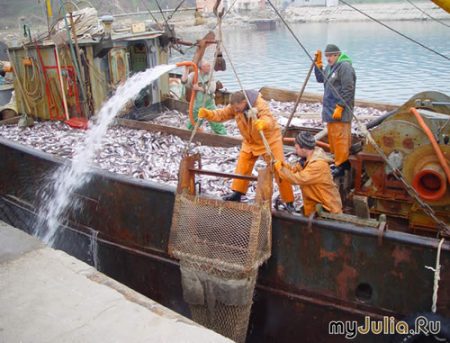 Проблемы создал Китай:  рыбакам Камчатки придется  осваивать  часть квот на минтай осенью