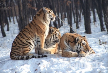 Толстых тигров в Приморье и Амурской области нет —  считают  специалисты