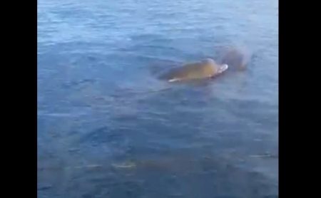 Рыбаки близ  курильского  острова  Итуруп помогли трем детёнышам китов выбраться из сетей