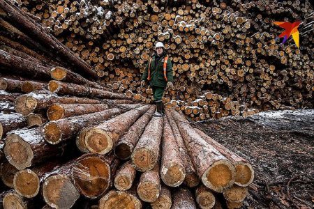 За  торговлю  лесными  участками  руководитель лесного департамента Приморья  пойдет  под  суд