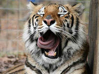 Телебашни  РТРС включат подсветку в поддержку проектов по сохранению амурского  тигра