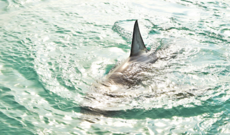 Опасной для человека  оказалась  акула,  замеченная в бухте Приморья