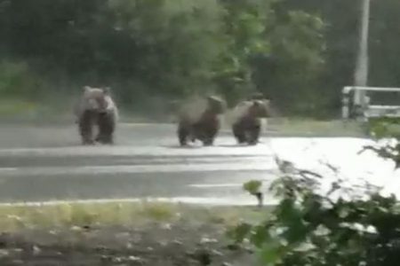 Три медведя гуляют в микрорайоне Северо-Восток в Петропавловске — Камчатском