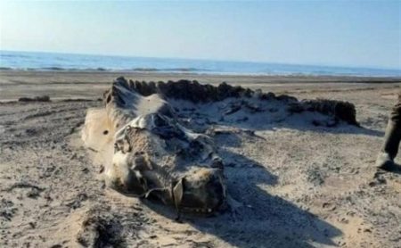 «Дракон? Крокодил?»:  останки какого  чудища выбросило на берег морской в Александровске-Сахалинском