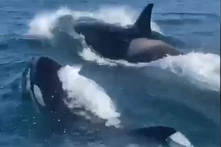 Стая китов-убийц сопровождала лодку у берегов Приморья