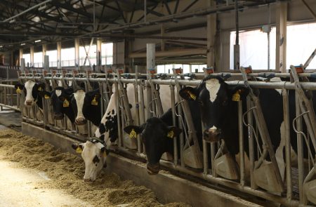 Приморье держит лидерство по надоям молока среди  регионов Дальнего  Востока
