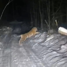 Охотоведы отпугивают тигра от села в Красноармейском районе  на  севере  Приморья
