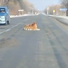 На трассе Владивосток – Хабаровск, предположительно, сбили тигра – животное в тяжёлом состоянии