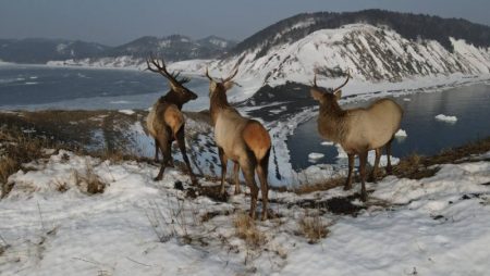 Три оленя поднялись на мыс Евстафия на  юге  Сахалина на высоту свыше 50 метров