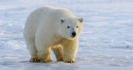 Международная конференция «Вселенная белого медведя» пройдёт 19-21 марта в Москве и Анадыре