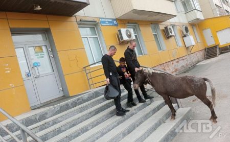 Лошадь пришла за морковкой к супермаркету в Южно-Сахалинске